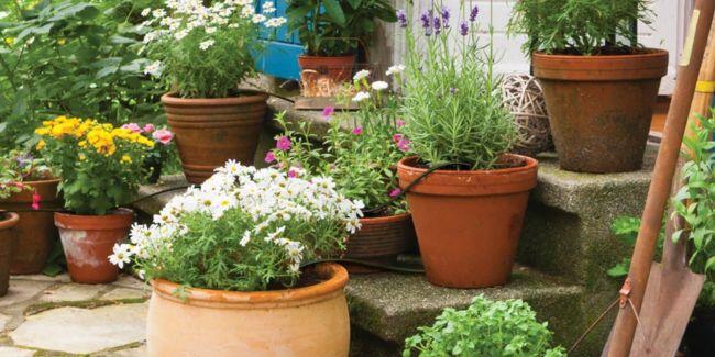potted plants with drip irrigation