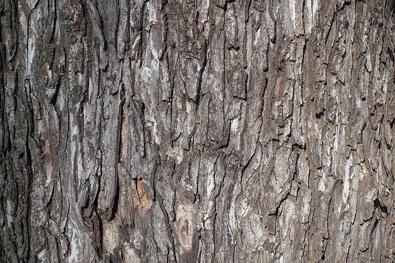 Close up of Sycamore trunk