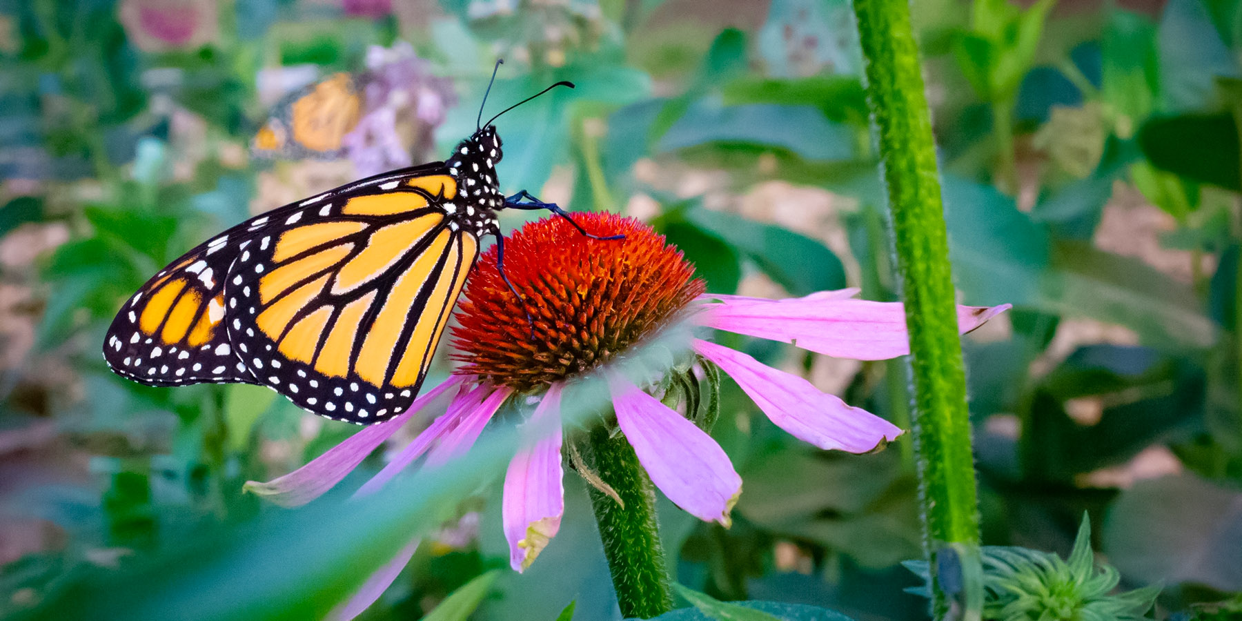 monarch butterfly in pollinator-friendly garden