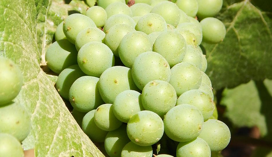 Deliver the water your vineyard needs.