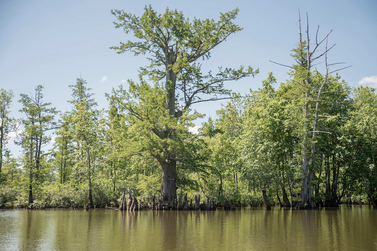 Bald Cypress