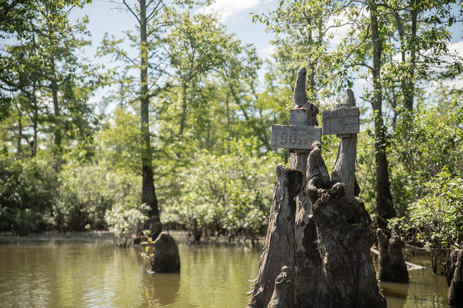 Bald Cypress knees