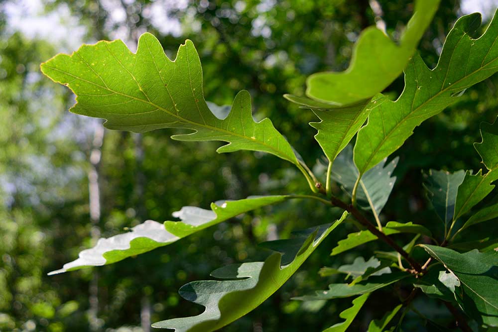 Bur Oak leaf