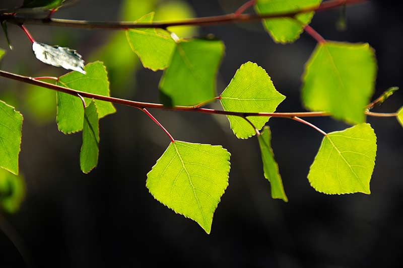 Cottonwood