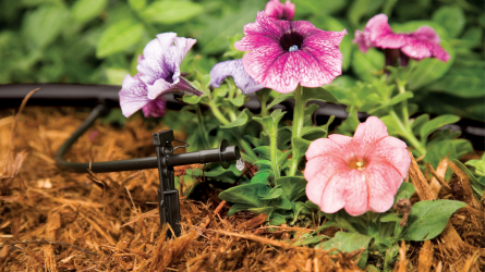 drip irrigation