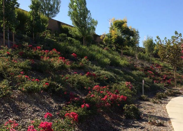 Drip Irrigation on Slopes