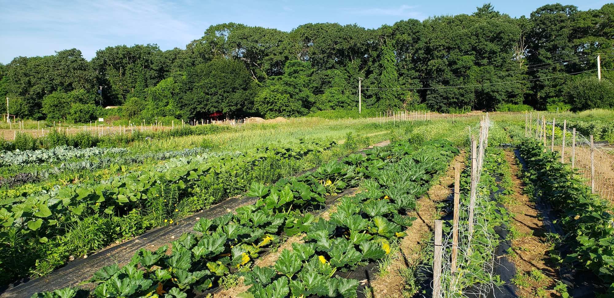 Rain Bird Healthy Harvest