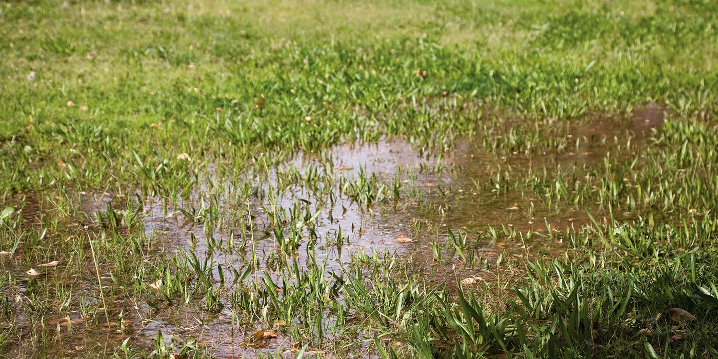 overwatering your lawn