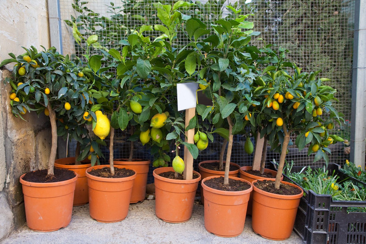 fruit tree container garden