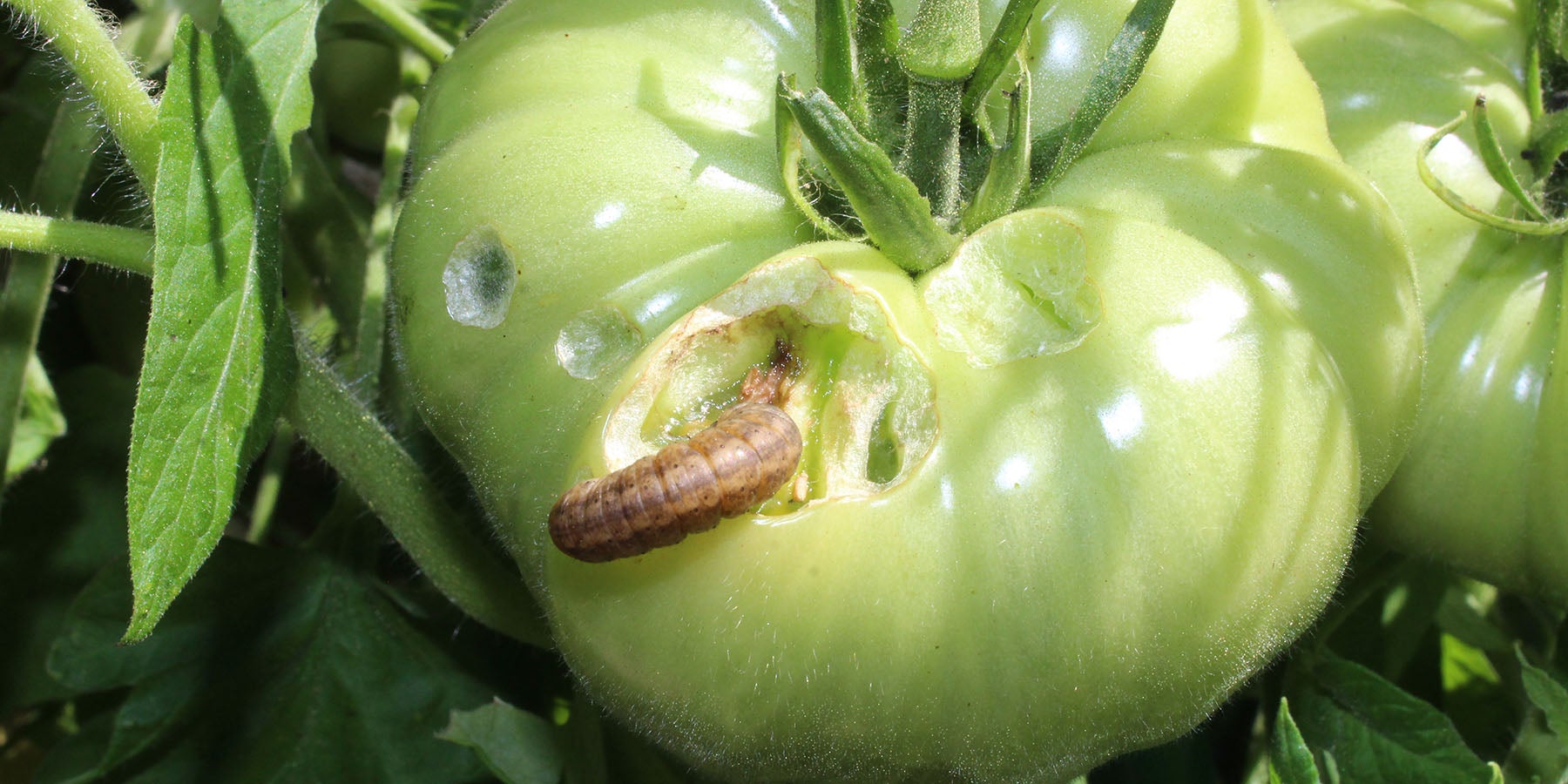 garden pest on tomato plant