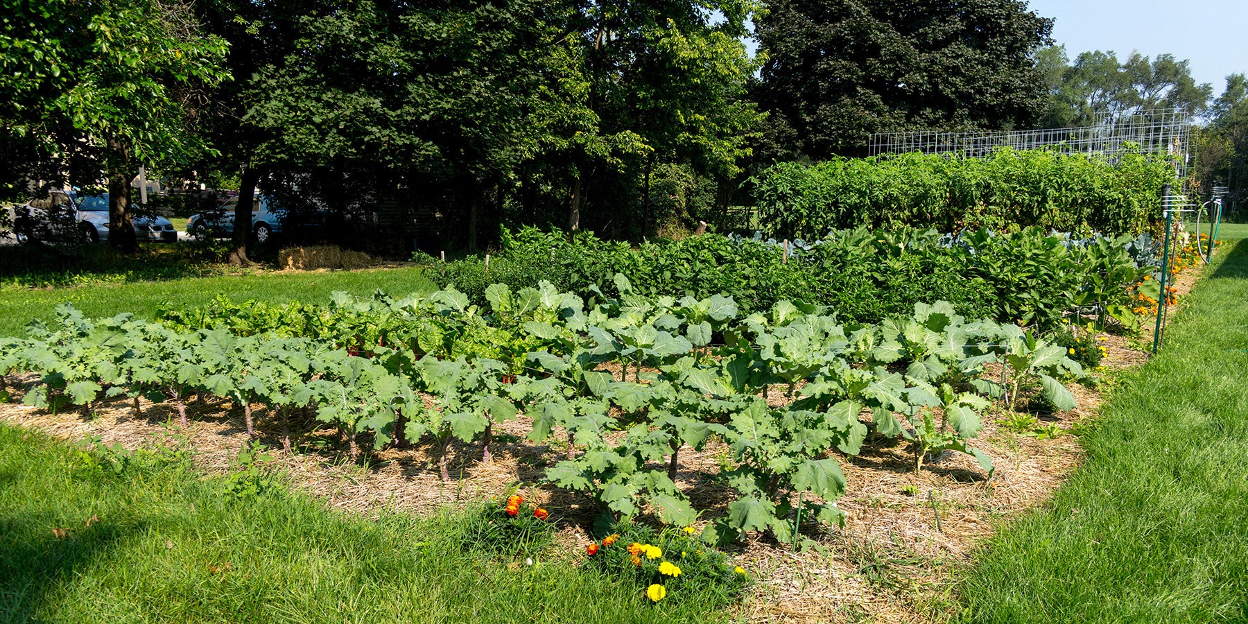 vegetable garden