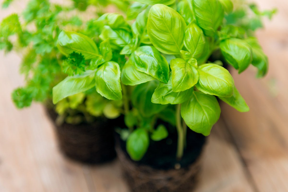 container herb garden