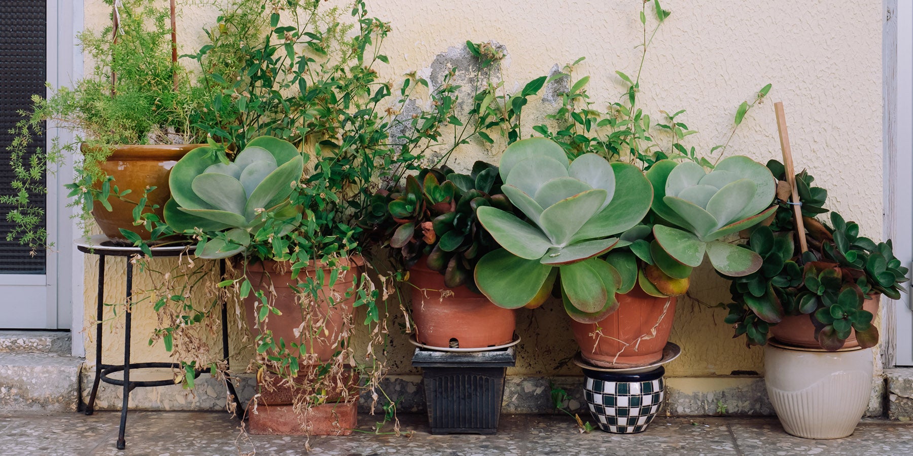 container plants