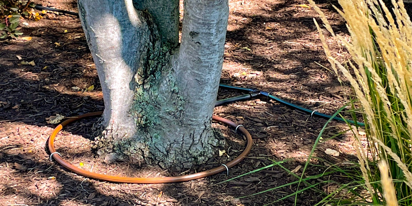 tree with drip emitter tubing