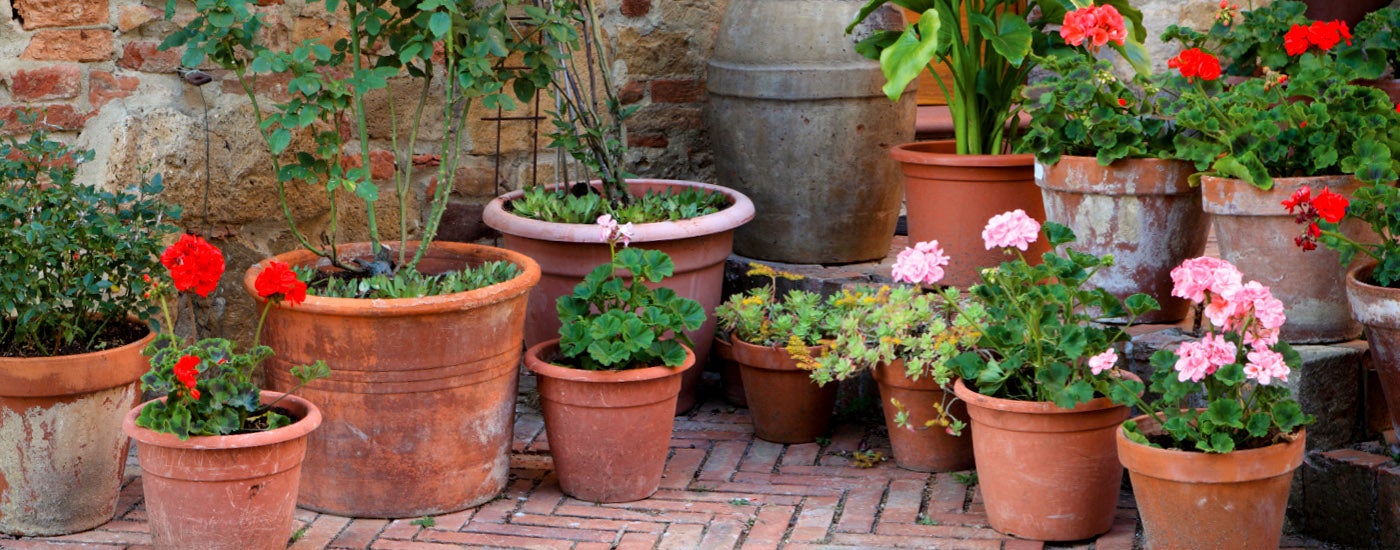 21+ Drip System Potted Plants