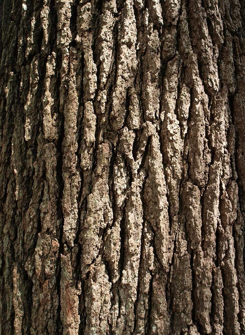 Bur Oak bark