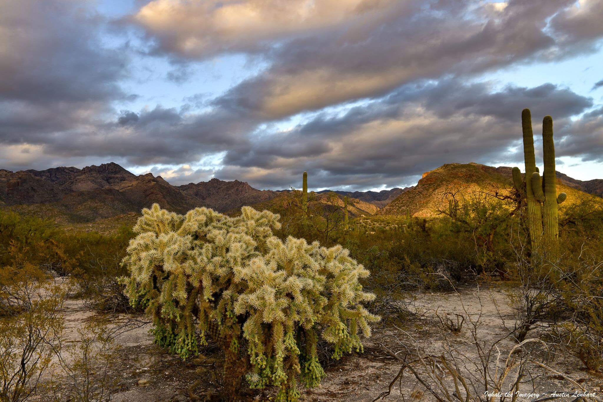 Rain Bird Tucson cactus