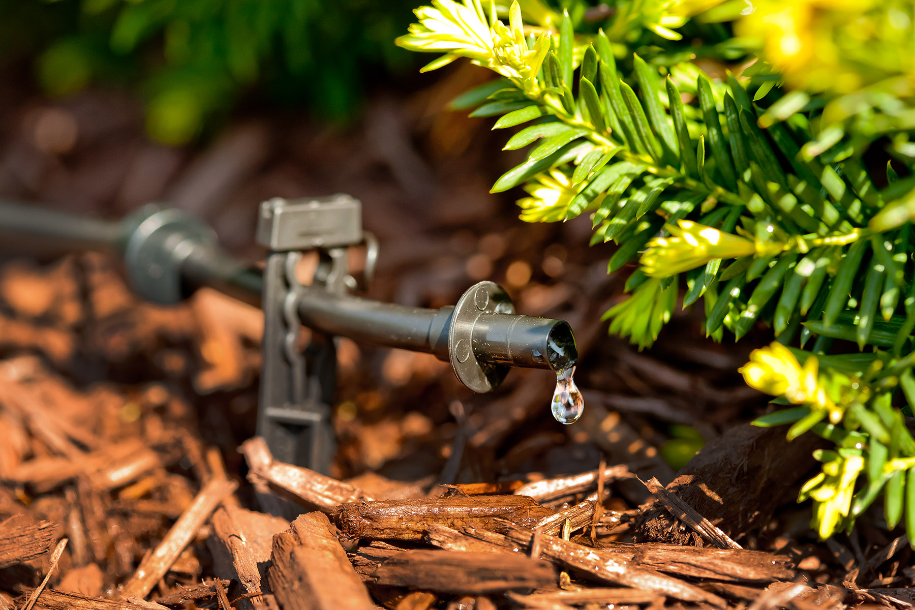 spot watering with drip irrigation