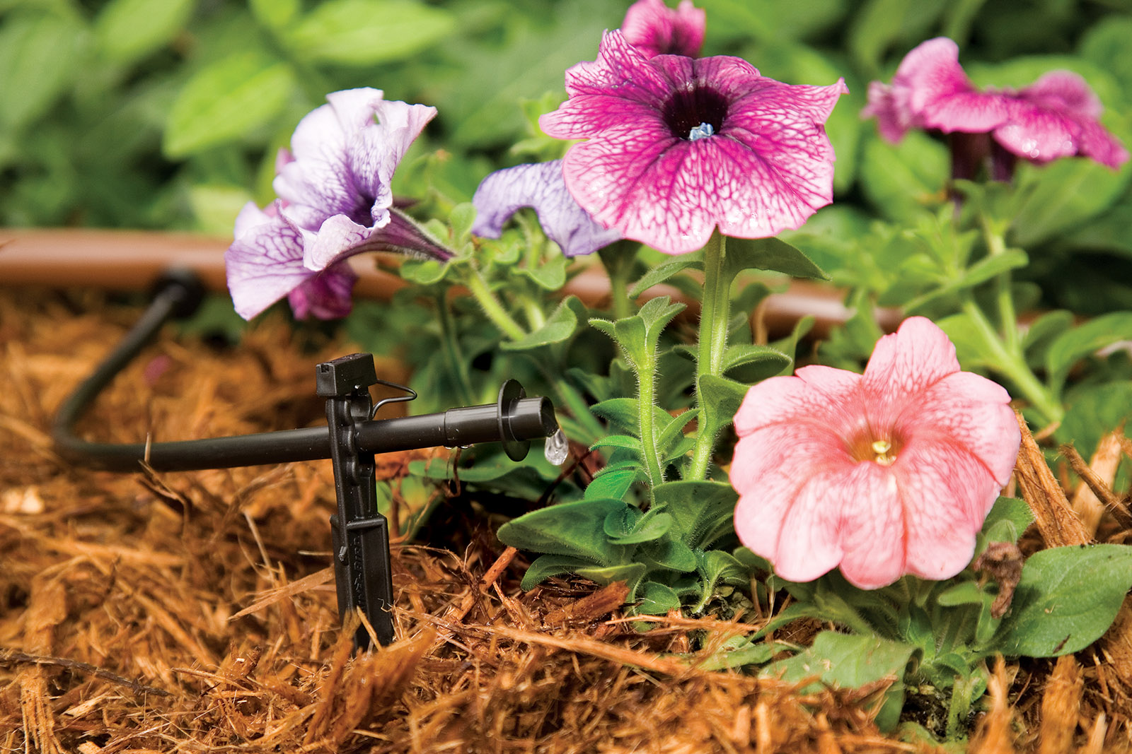 drip irrigation