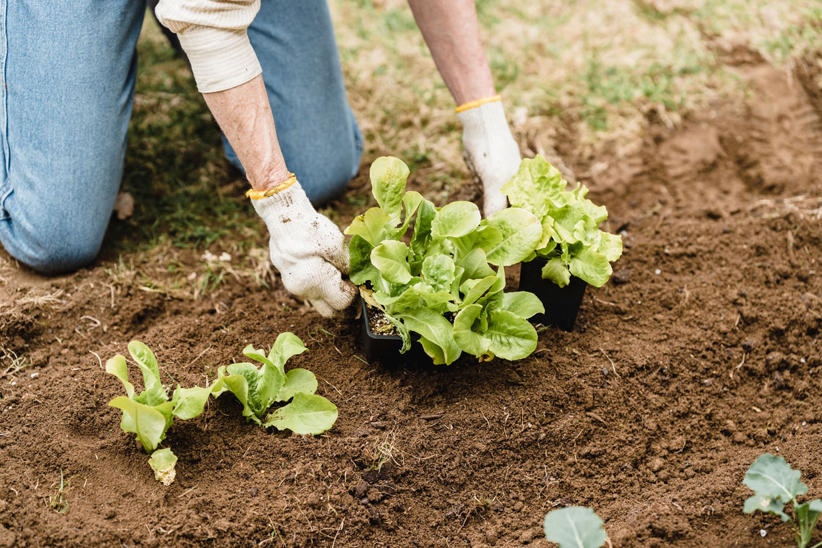transplanting