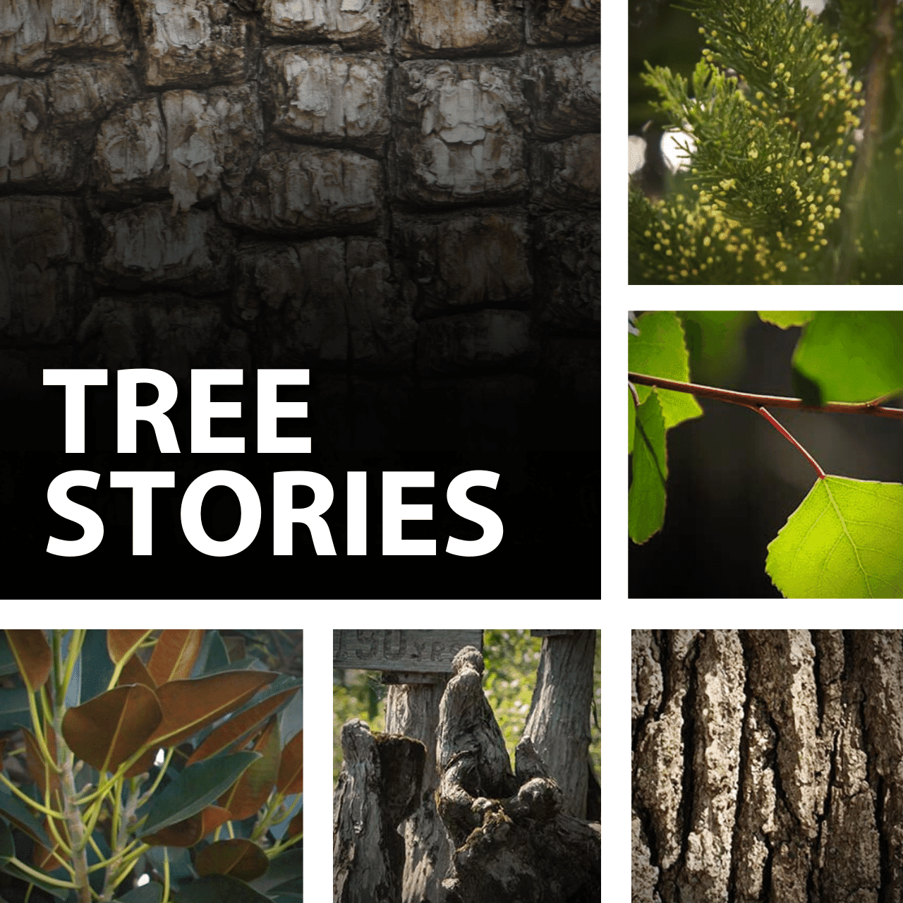 Tree Stories