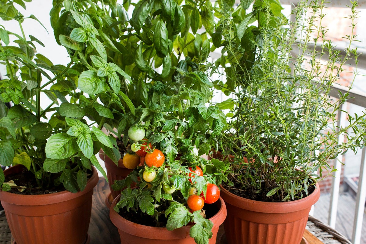 container vegetable garden