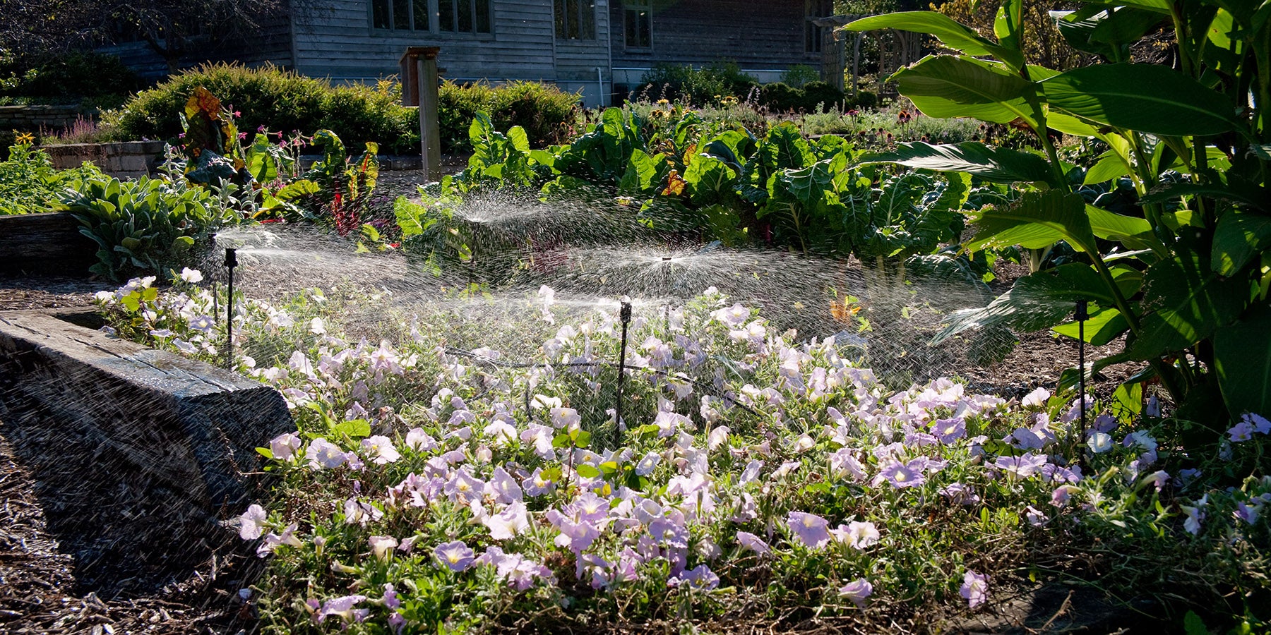 automated irrigation system