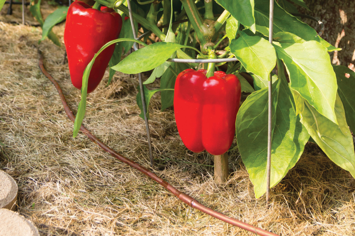 Red peppers over dripline