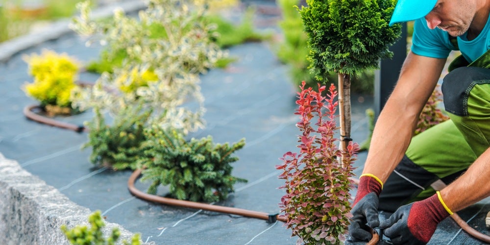 Person bending over irrigation line in garden