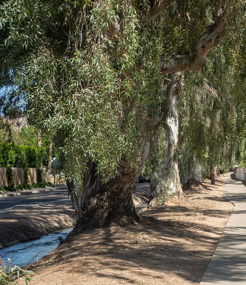 Tree Stories - River Red Gum