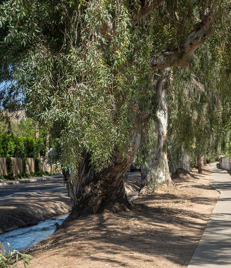 Tree Stories - River Red Gum