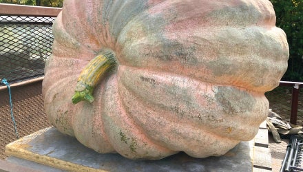 Alex Noel, Giant Pumpkin Grower, New England - Site Report Thumbnail