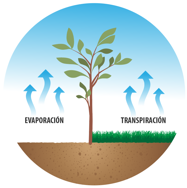 EVAPORACIÓN TRANSPIRACIÓN