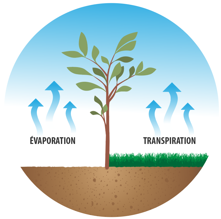 ÉVAPORATION TRANSPIRATION