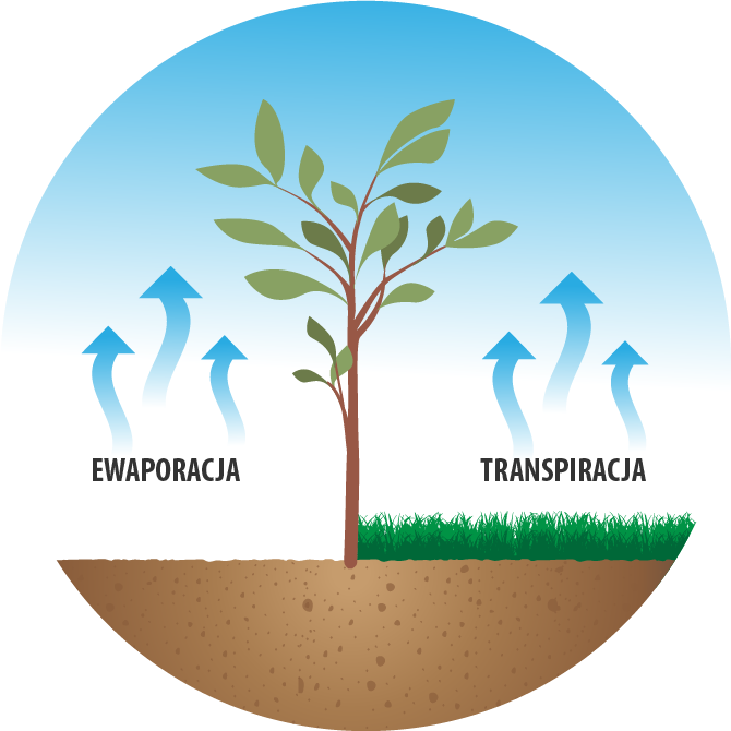 EWAPORACJA TRANSPIRACJA