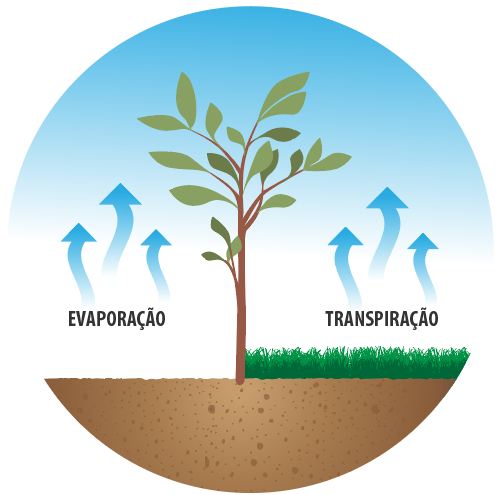 EVAPORAÇÃO TRANSPIRAÇÃO  