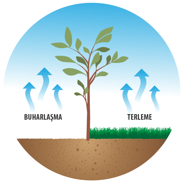 BUHARLAŞMA TERLEME