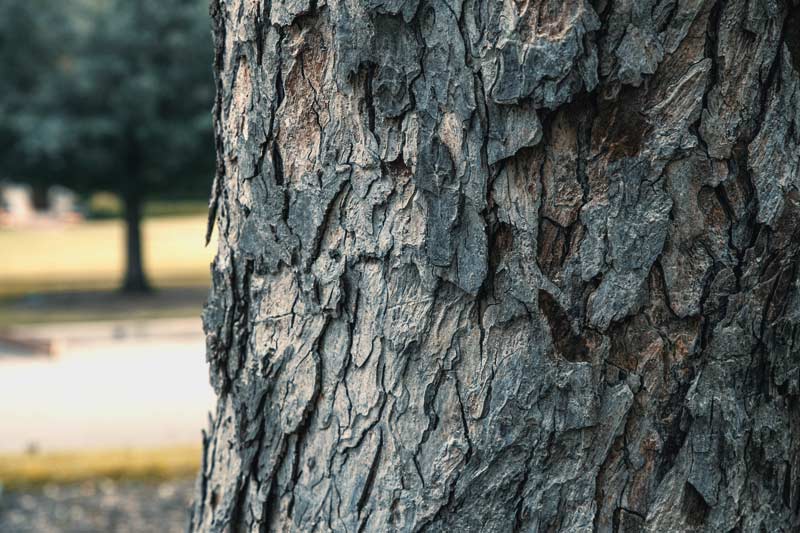 Close up of Pecan Tree trunk