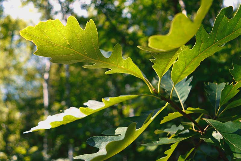 Leaves of Bur Oak Tree