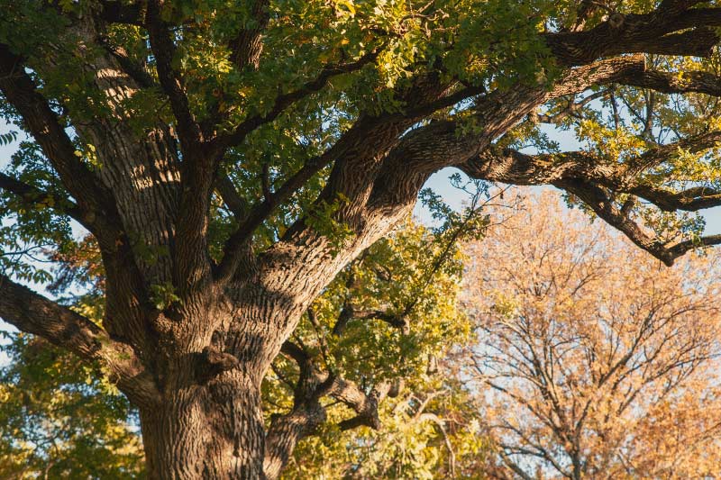 Look up towards a branch of a bur oak tree