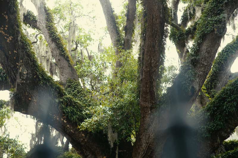 Close up shot of Candler Live Oak