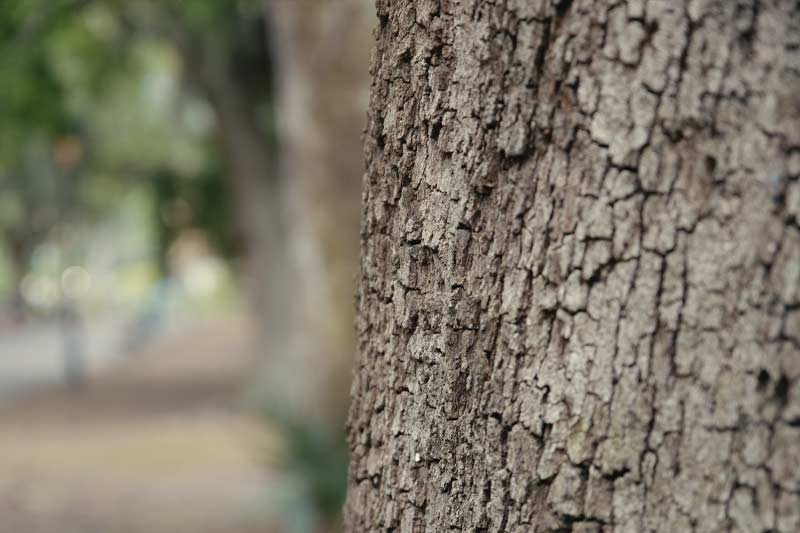 Up close view of Candler live oak tree bark
