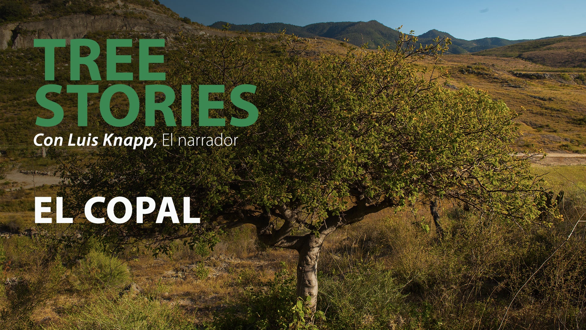 Tree Stories thumbnail picture of COPAL trees