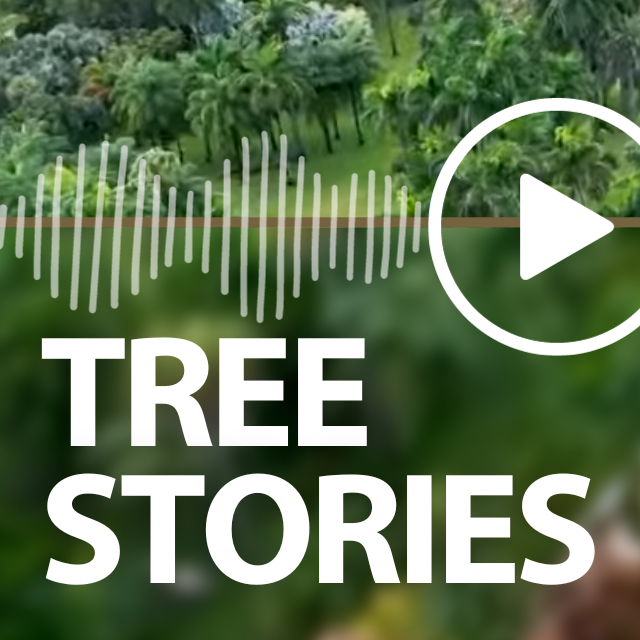TREE STORIES - Meet the Miami Palmetto