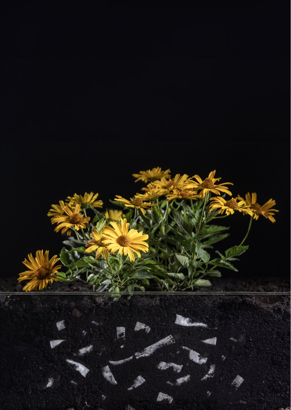 Root Booster - Strip- White Strips in Flower 2