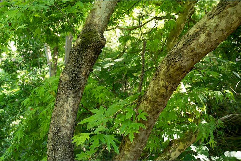 Close up of Sycamore branches and leaves