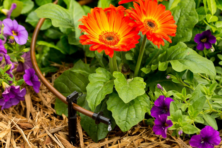 Get Greener, Healthier Plants 
