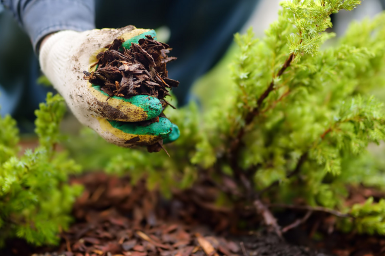 Reduce Weeding