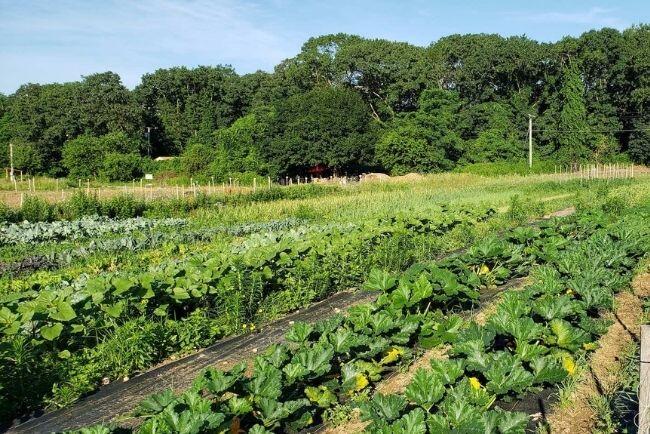 Rain Bird Healthy Harvest