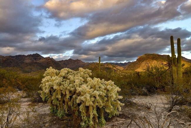 Rain Bird Tucson cactus